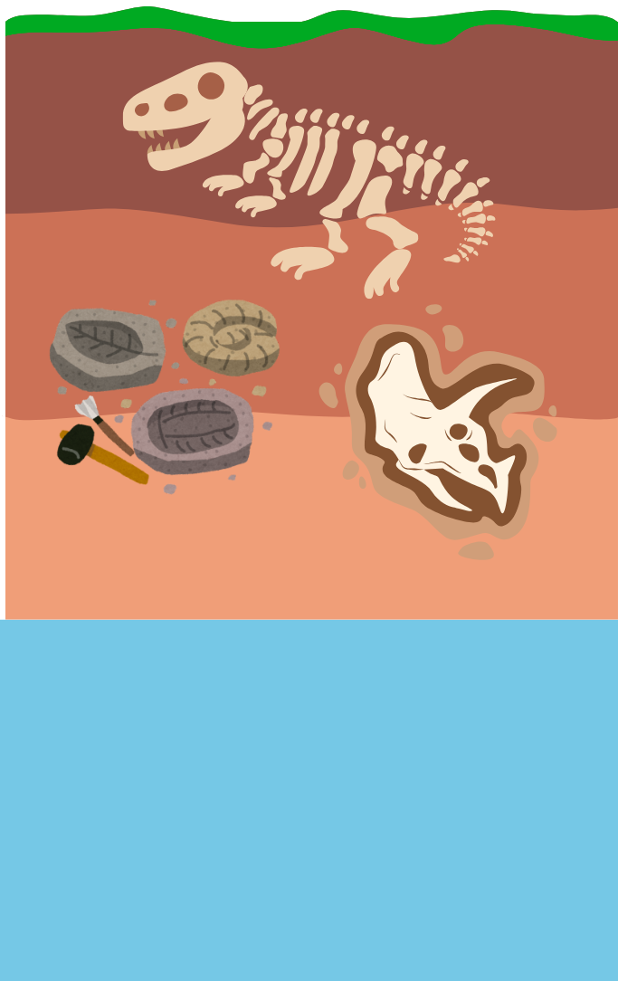 Several fossils in layers of soil